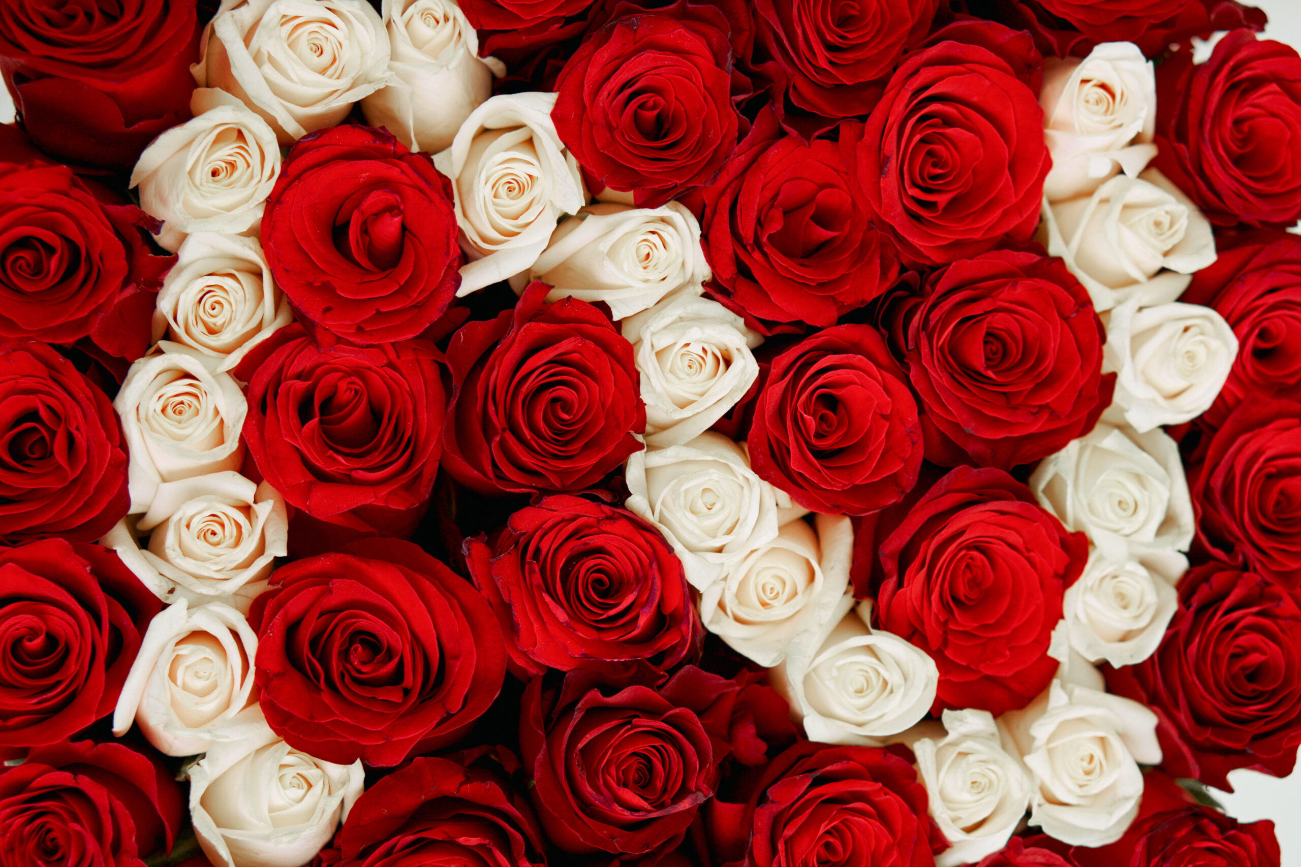 Boxed Roses - Image 2